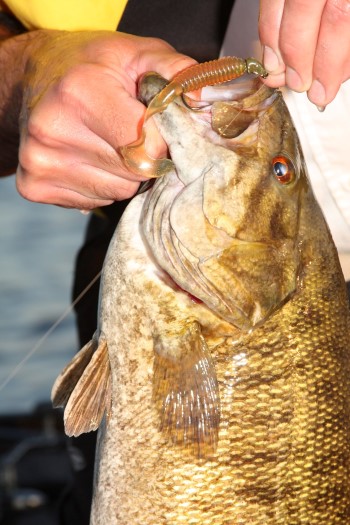 Using Curly Tail Grubs for Smallmouth Bass 